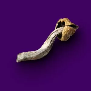 transenvy 300x300.jpg