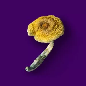 golden teacher 300x300.jpg