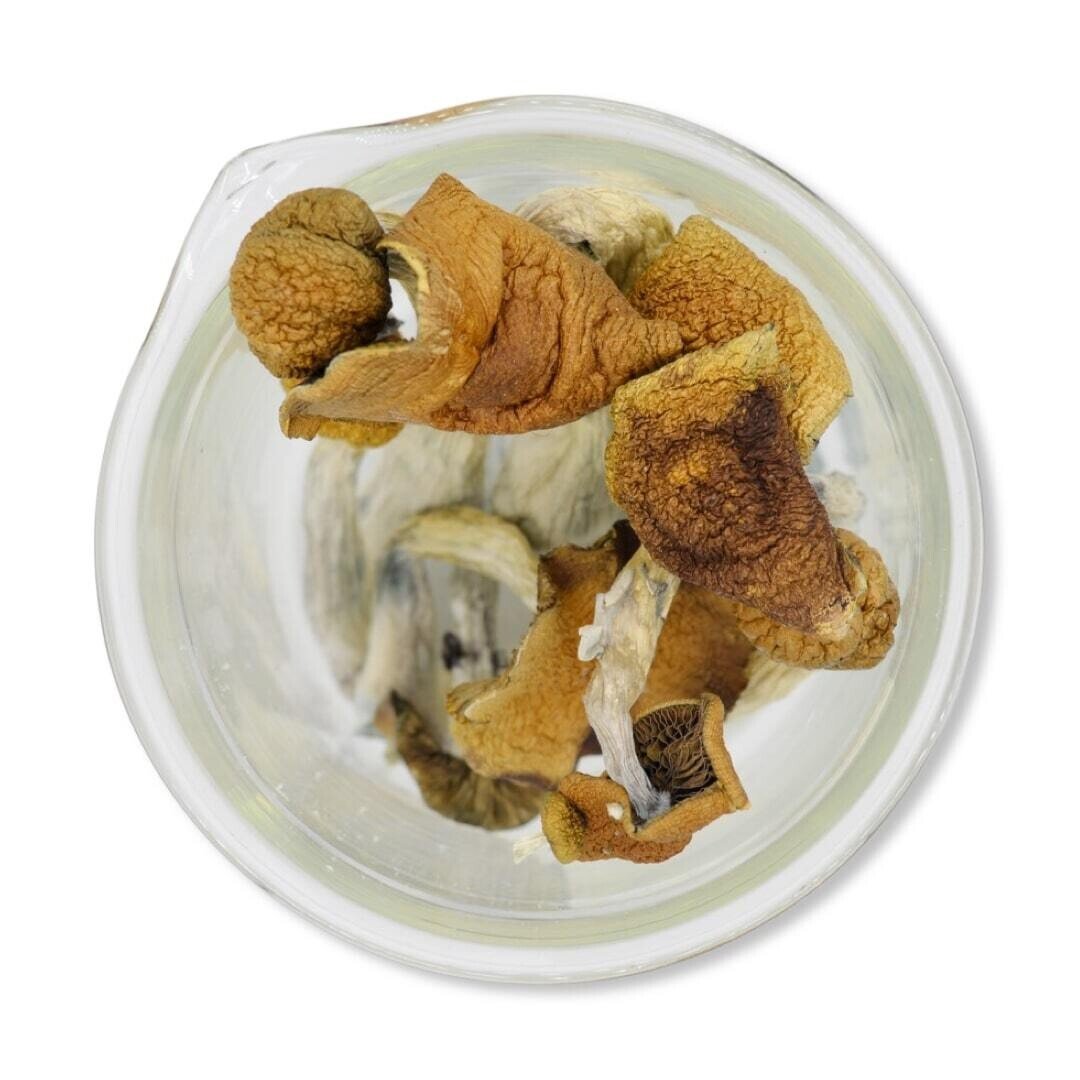 Blue Meanie Magic Mushrooms - Image 3