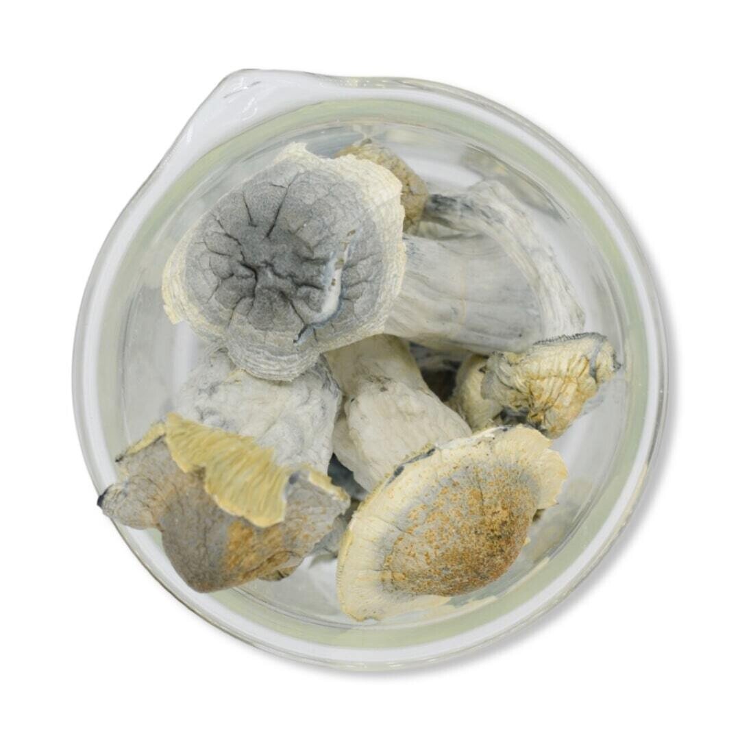 Albino Penis Envy Magic Mushrooms - Image 3