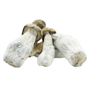 Goldmember Magic Mushrooms