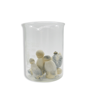 Lyophilized Albino Penis Envy Magic Mushrooms