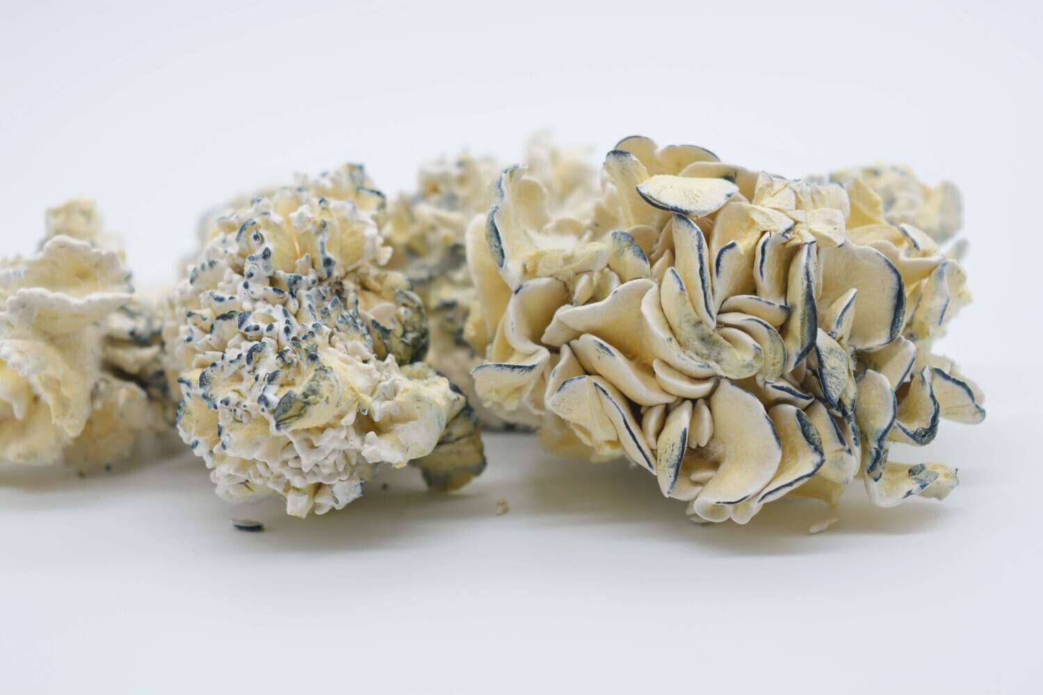 Enigma Magic Mushrooms - Image 2