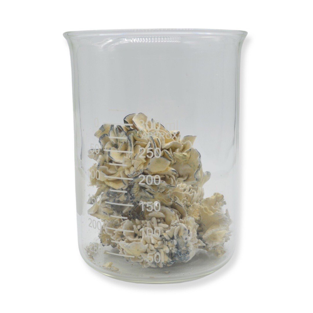 Enigma Magic Mushrooms