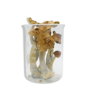 Trans Envy Magic Mushrooms