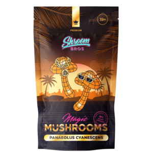 Panaeolus Cyanescens magic mushrooms