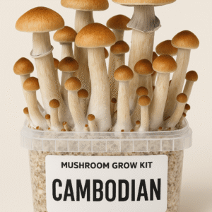 Magic Mushroom Grow Kit ‘Cambodian’