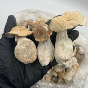 Golden Teacher Magic Mushroom
