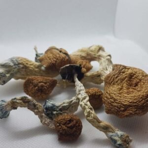 Amazonian Magic Mushrooms