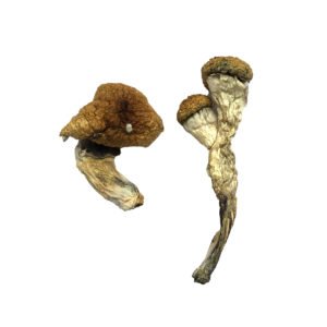 Big Mex Magic Mushroom