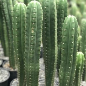 Peruvian Torch Cactus ( Trichocereus peruvianus)