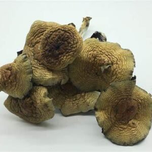 Cuban Magic Mushroom
