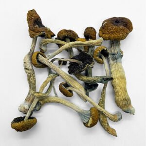 Malabar Magic Mushroom