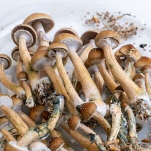 Magic Mushroom Grow Kit ‘Mazatapec’