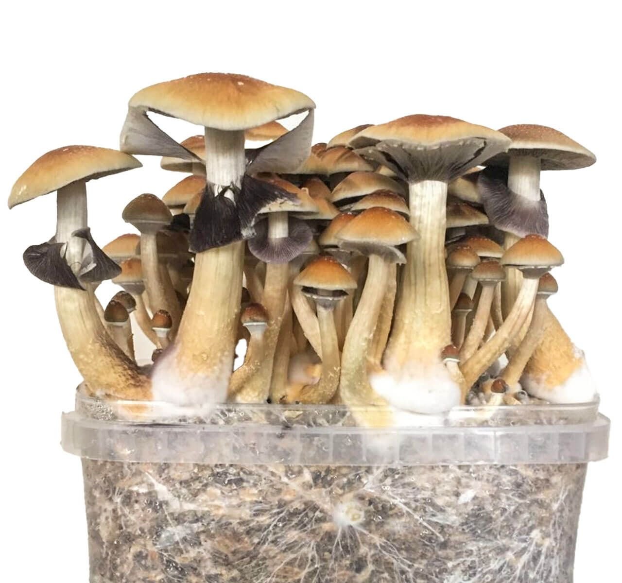 Magic Mushroom Grow Kit ‘Golden Teacher’