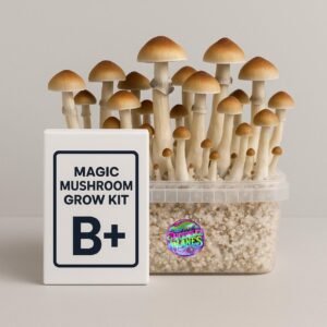Magic Mushroom Grow Kit ‘B+’