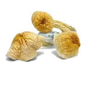 African Kobe Magic Mushrooms for sale – magic mushrooms for sale in usa