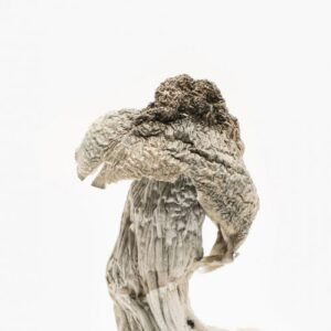 Albino Penis Envy Mushrooms for sale – Purchase Mushrooms online