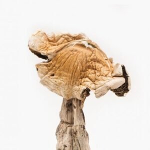Amazonian Magic Mushrooms – Buy Mushrooms Online in USA