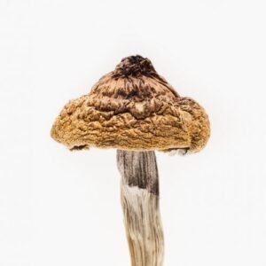 Golden Caps Mushroom – Magic mushroom for sale