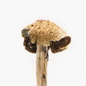 Brazilian Magic Mushrooms – Magic Mushroom For Sale
