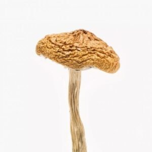 British Columbia Cyanescens – Psilocybin Mushroom For Sale