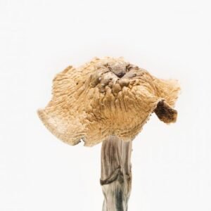 Burmese Magic Mushrooms – buy magic mushrooms
