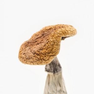 Golden Teacher For Sale – Buy psychedelic mushrooms near me
