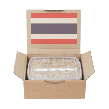 Mondo Magic Mushroom Grow Kits