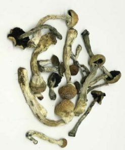 Transkei Mushrooms