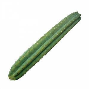 San Pedro Cactus Pachanoi