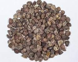 Hawaiian Baby Woodrose Seeds